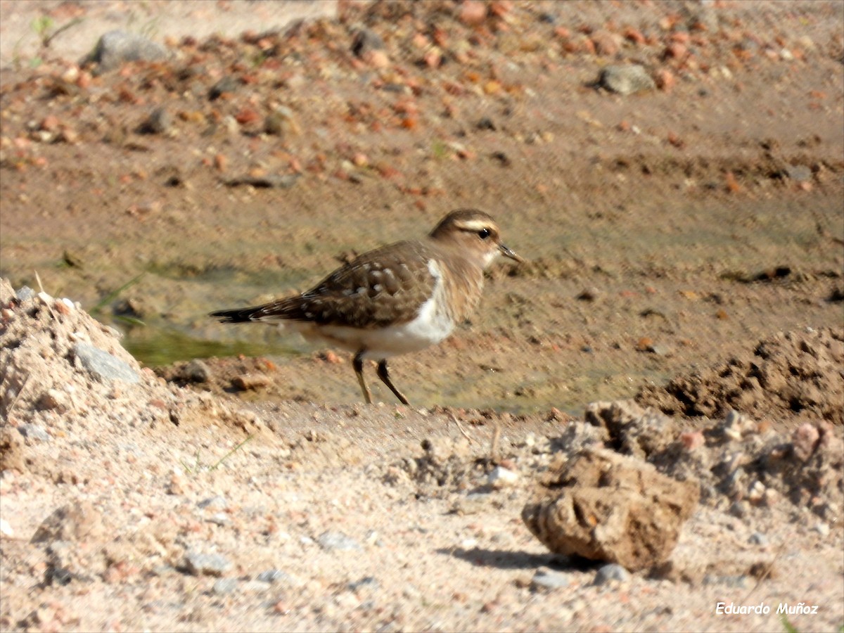 Rufous-chested Dotterel - ML618339847