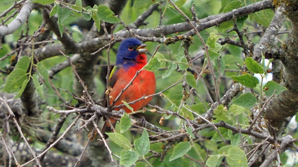 Painted Bunting - ML618339863