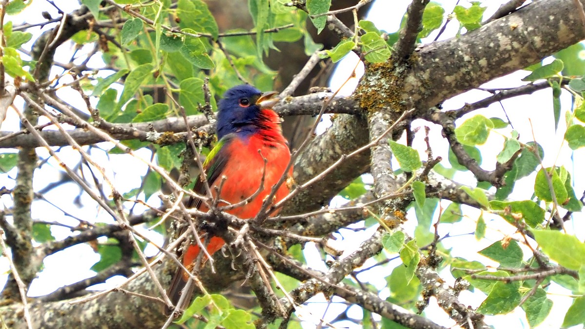 Painted Bunting - Andrew McCormick
