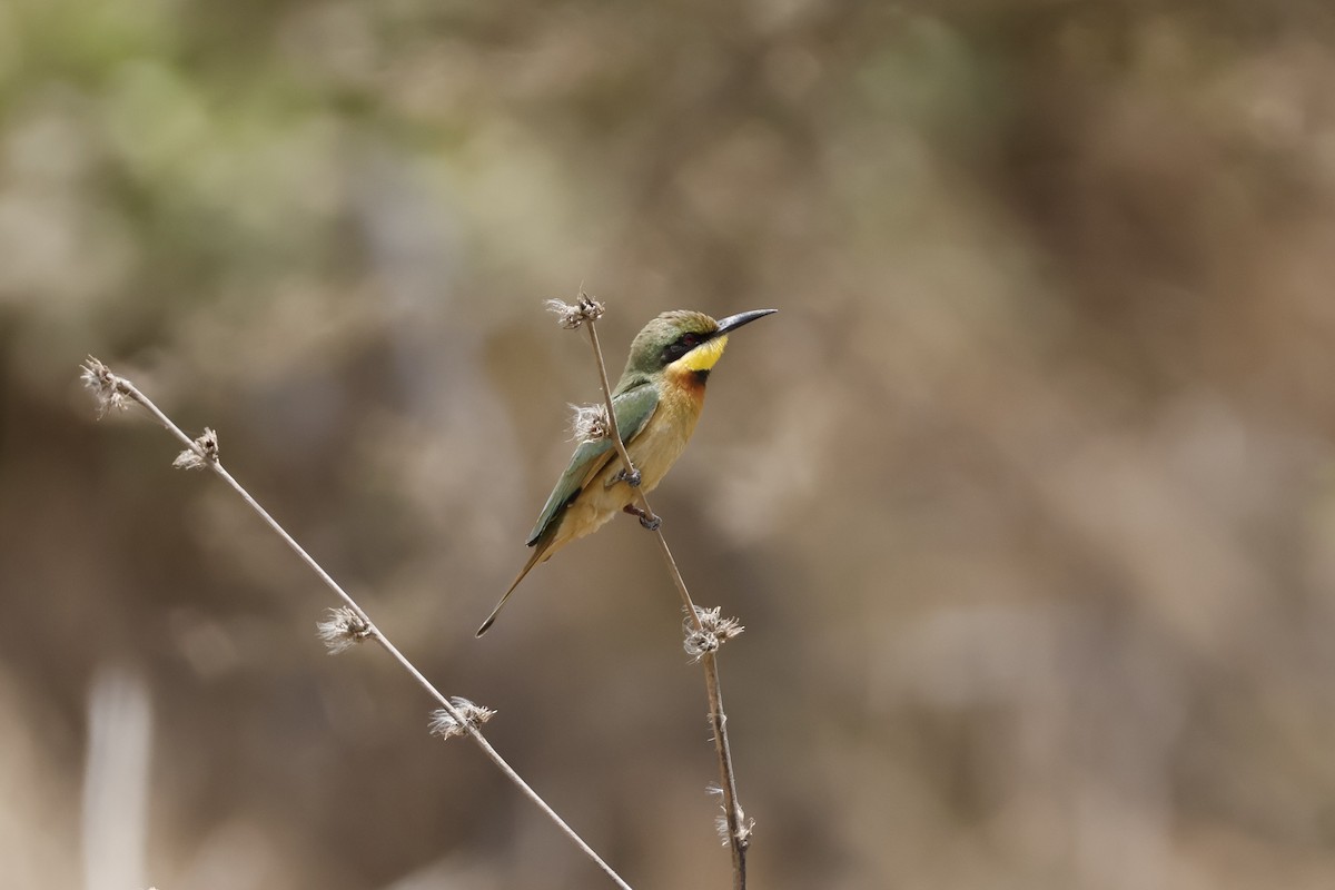 Little Bee-eater - ML618339879