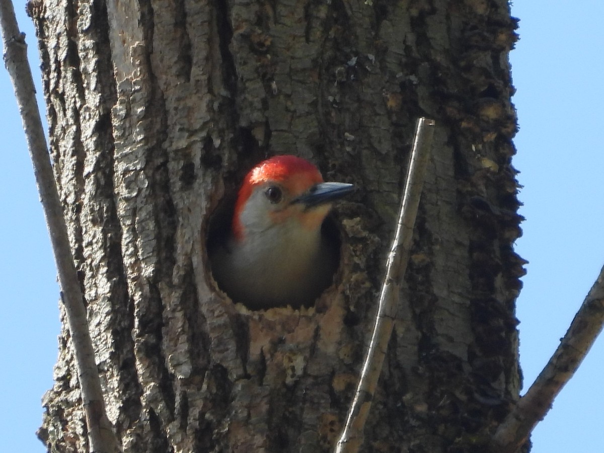 Red-bellied Woodpecker - Bill Blauvelt