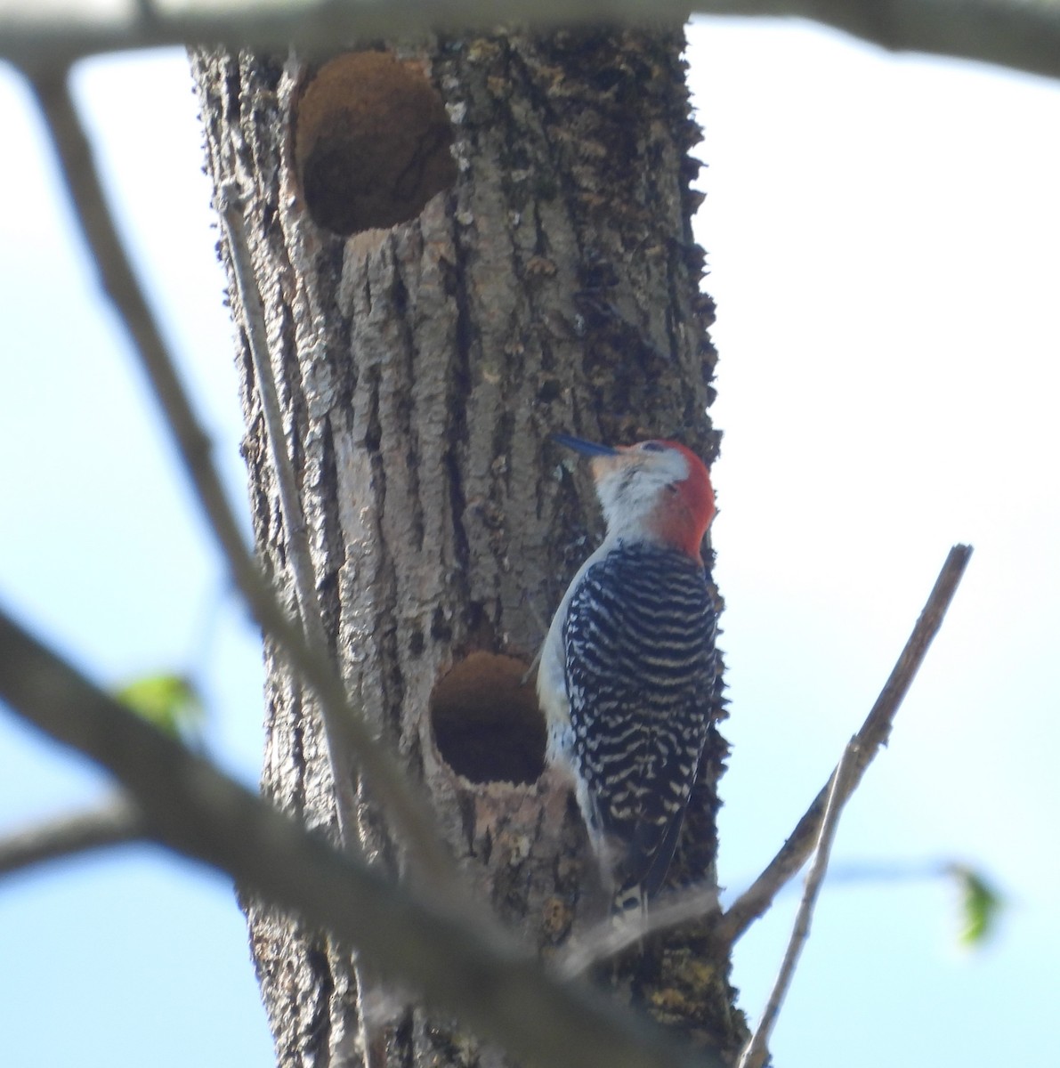 Red-bellied Woodpecker - ML618339887