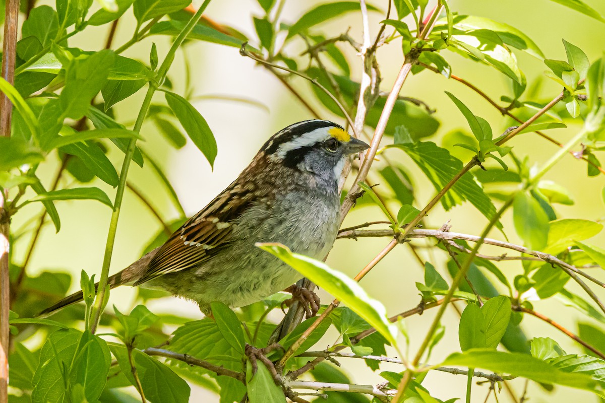 White-throated Sparrow - ML618339890