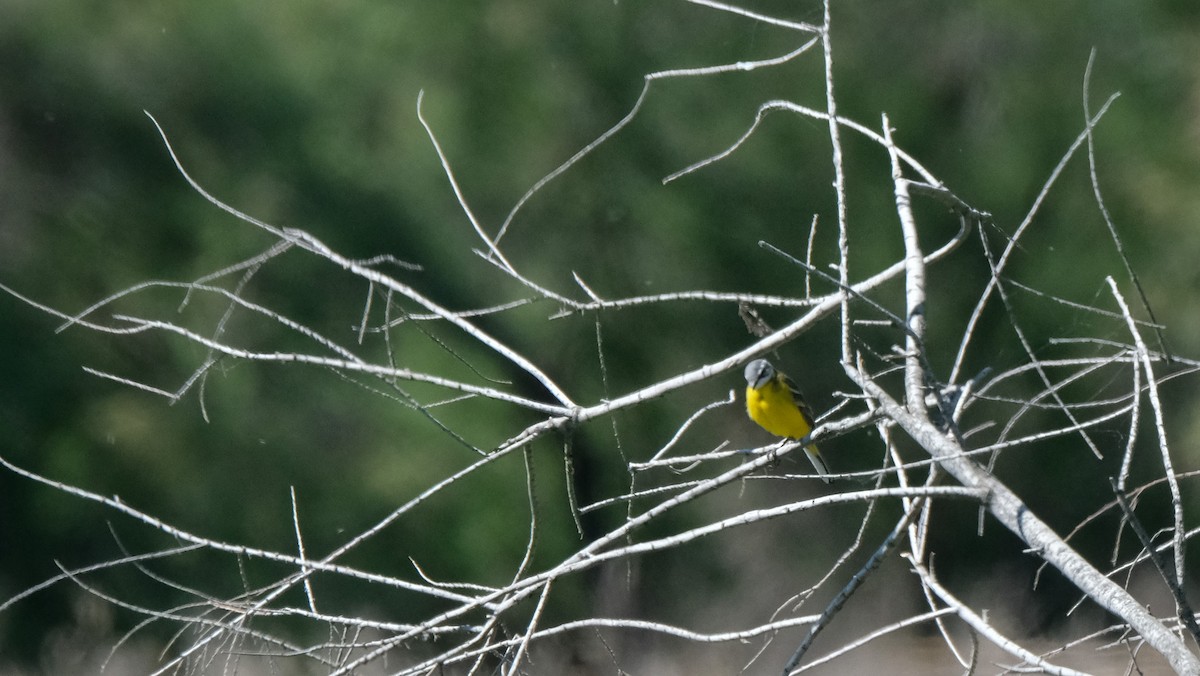 Western Yellow Wagtail - Gonzalo Bel Lallave
