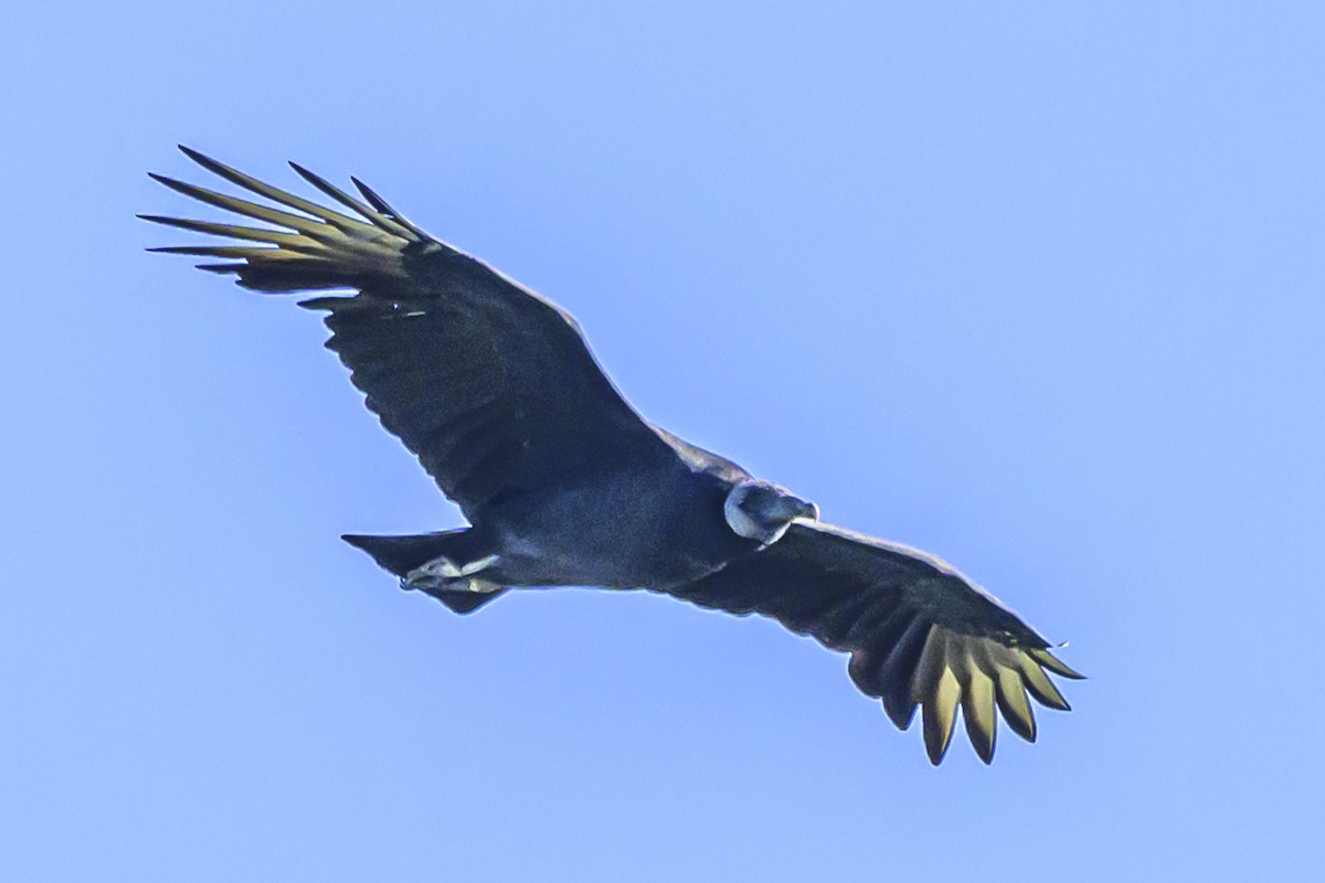Black Vulture - ML618339957
