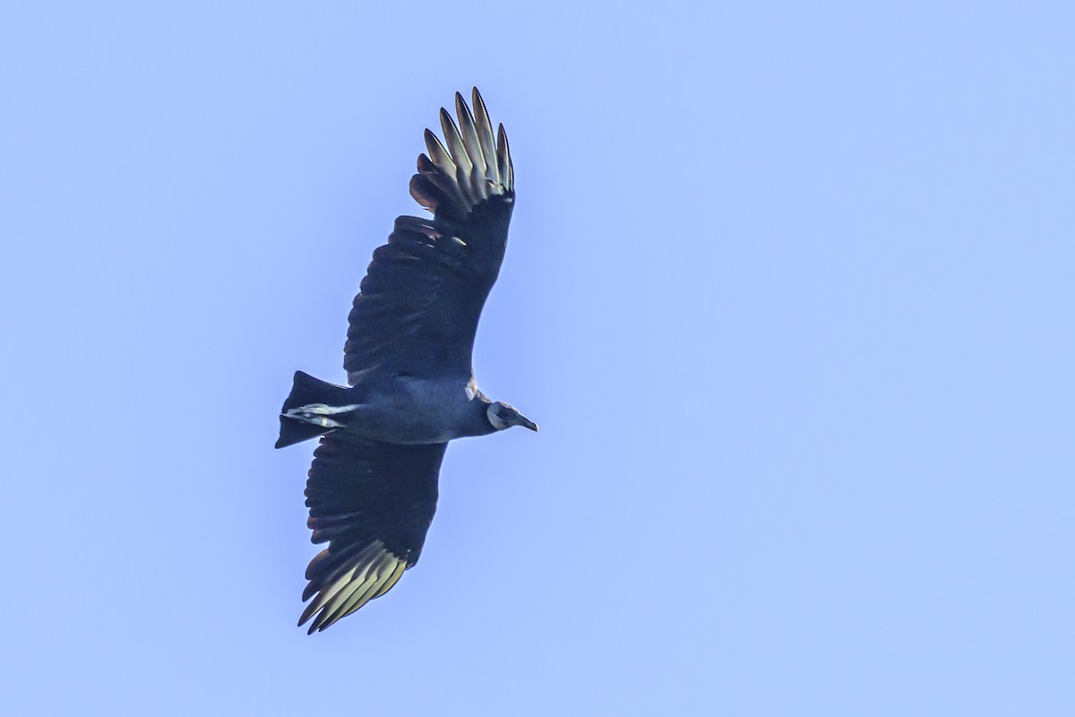 Black Vulture - ML618339958