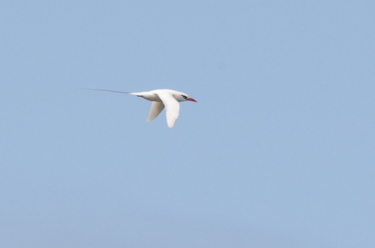 Red-tailed Tropicbird - ML618339959