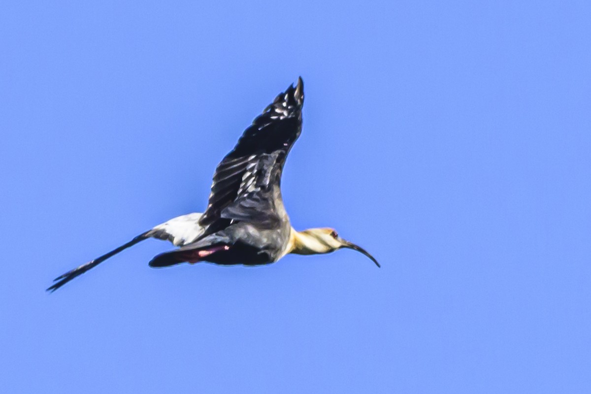ibis bělokřídlý - ML618339967