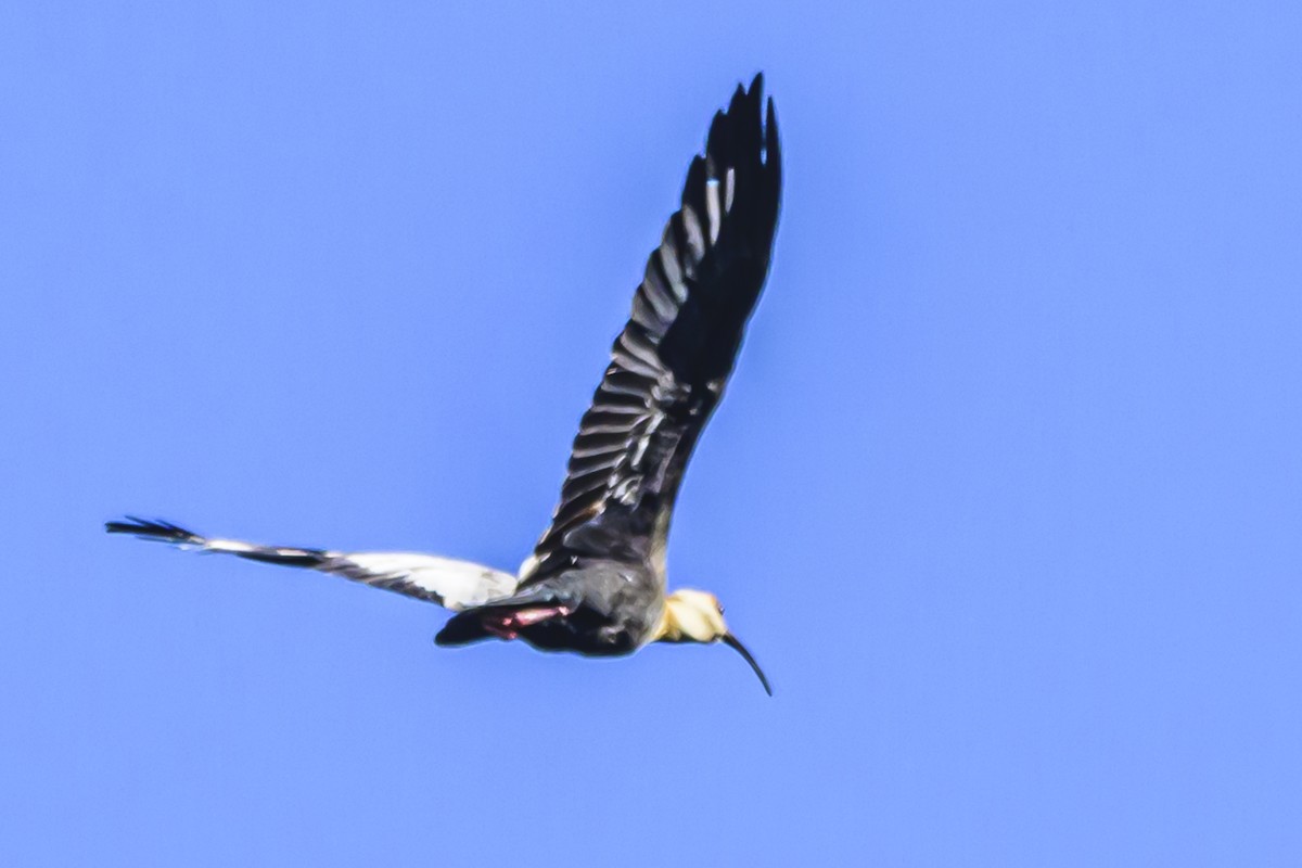 ibis bělokřídlý - ML618339968