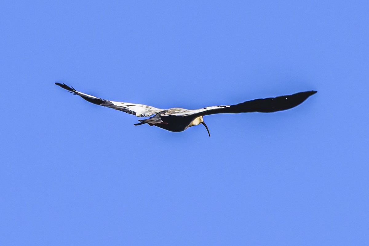 ibis bělokřídlý - ML618339969