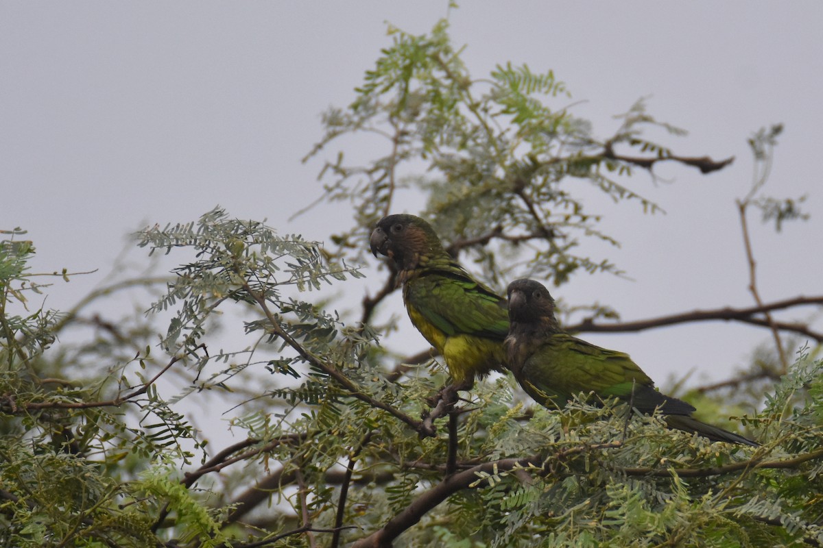 Brown-throated Parakeet (Brown-throated) - ML618339976