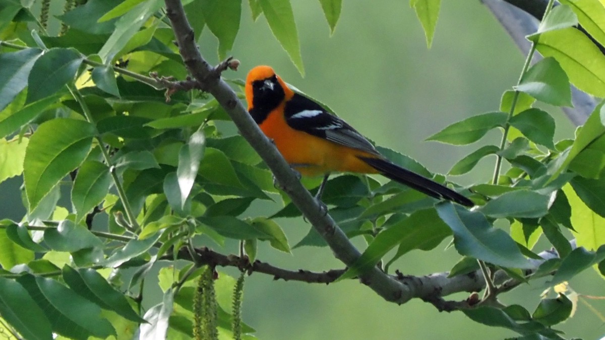Hooded Oriole - Andrew McCormick