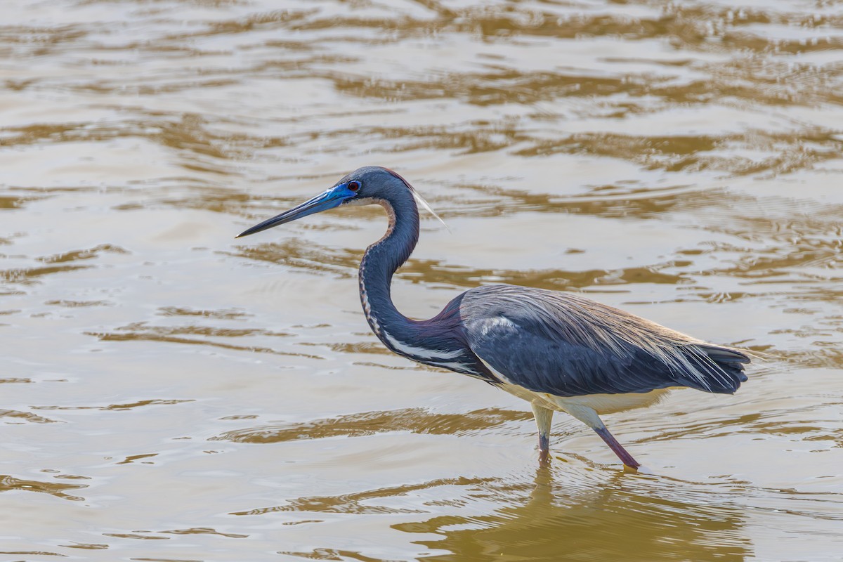 Tricolored Heron - Michael Henry