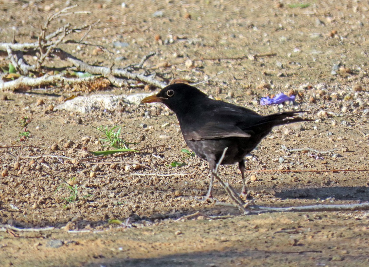 Eurasian Blackbird - ML618340026