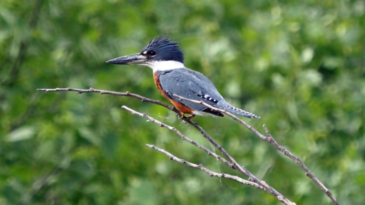 Ringed Kingfisher - Andrew McCormick