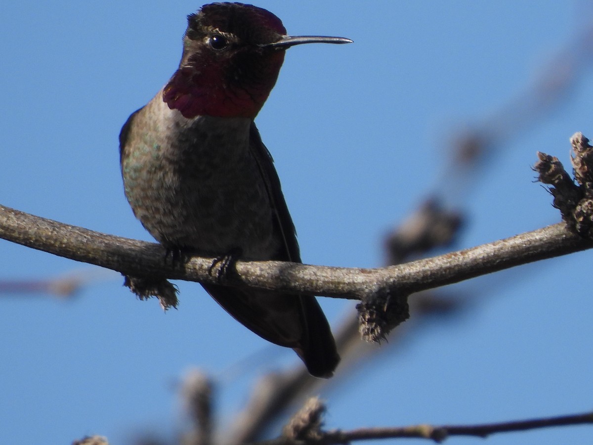 Anna's Hummingbird - Rodney Macready