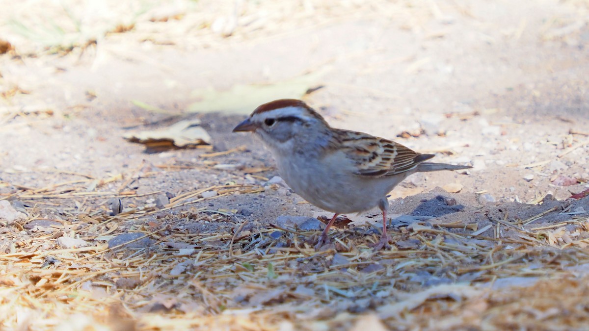 Chipping Sparrow - ML618340096