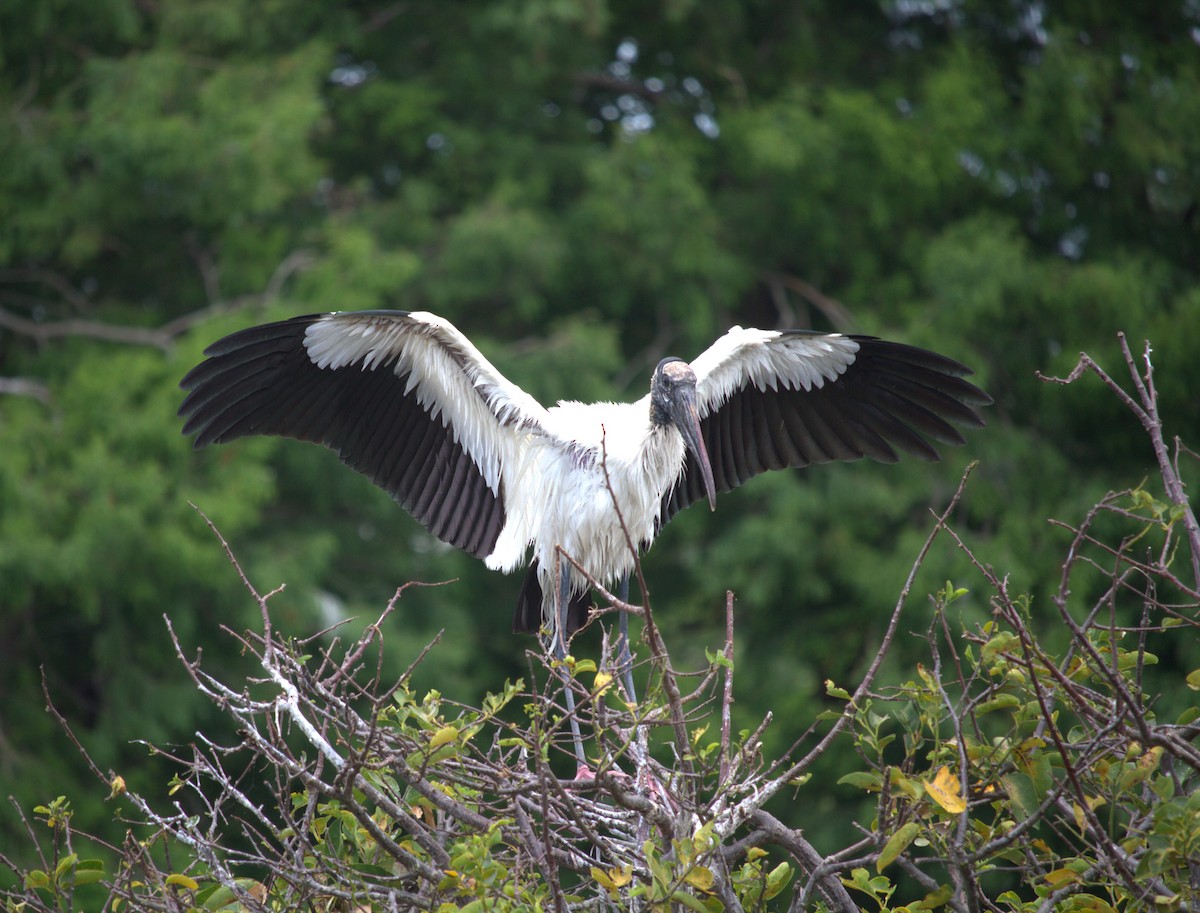 Wood Stork - Jacob  Wyco