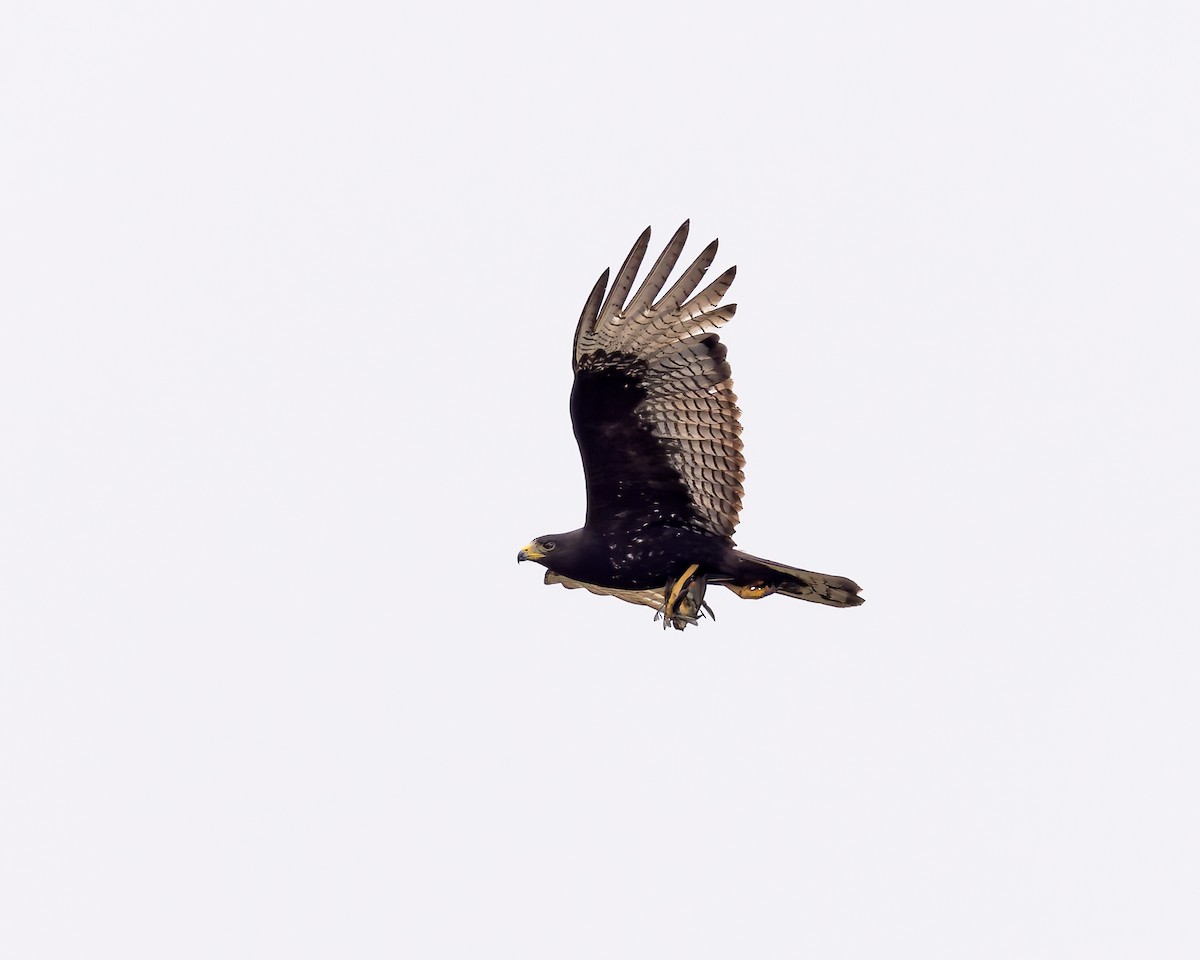 Zone-tailed Hawk - ML618340130