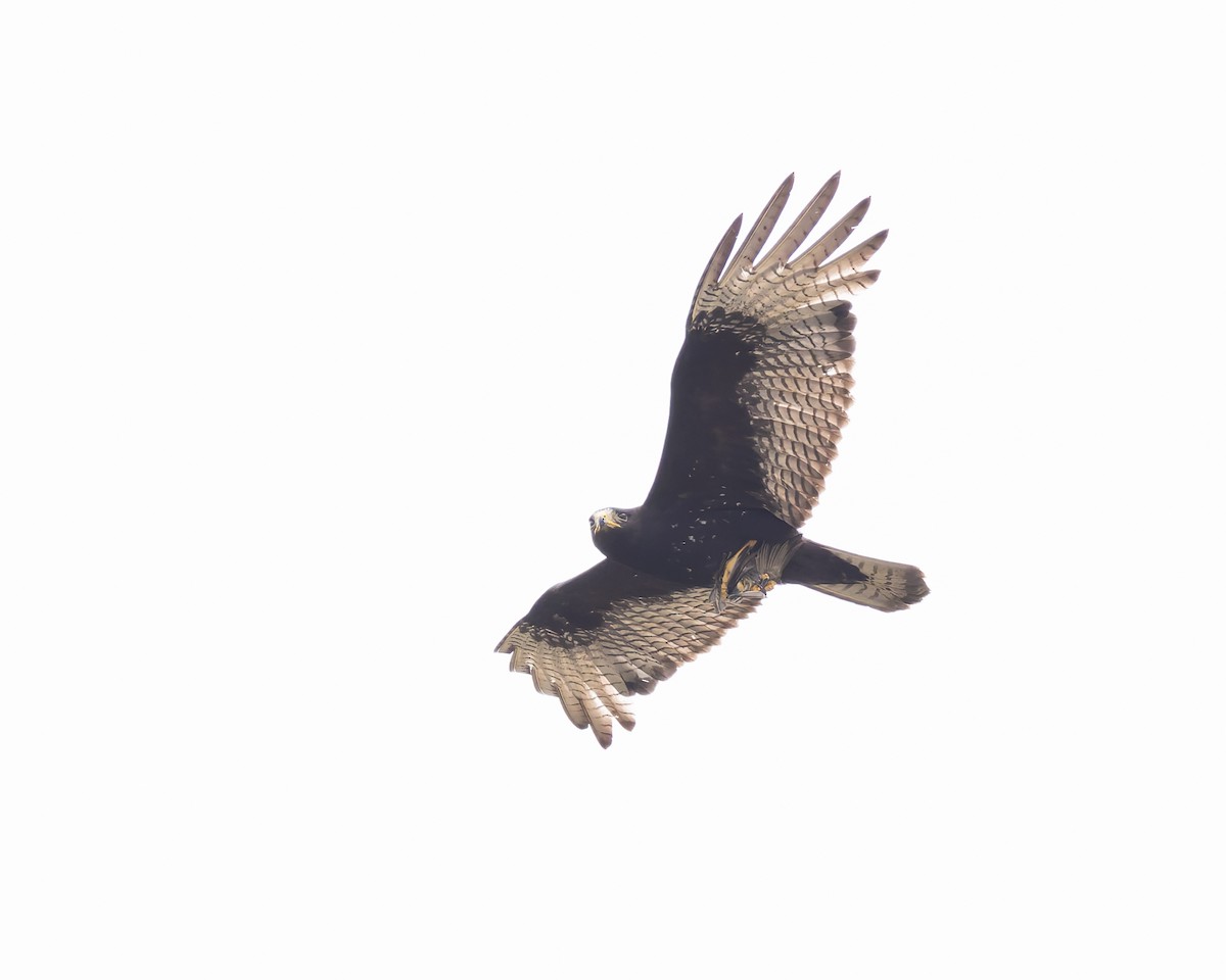 Zone-tailed Hawk - ML618340131