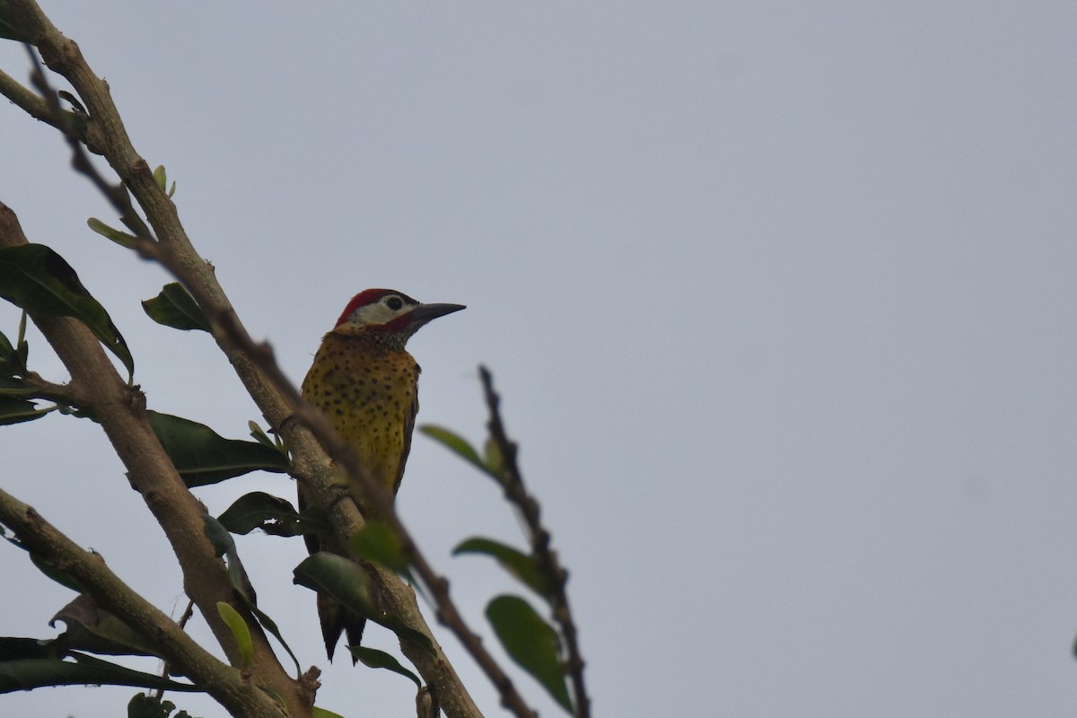 Spot-breasted Woodpecker - ML618340133
