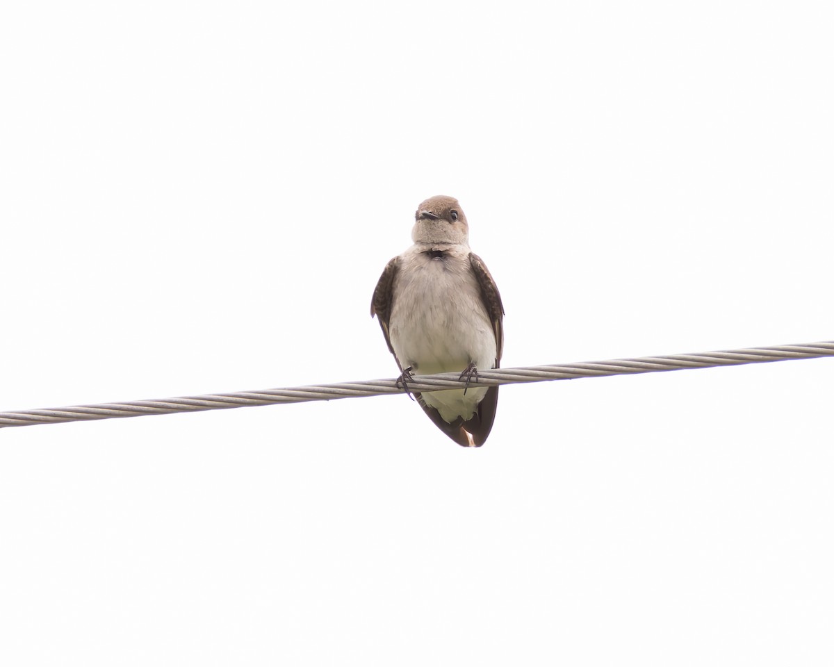 Northern Rough-winged Swallow - ML618340141