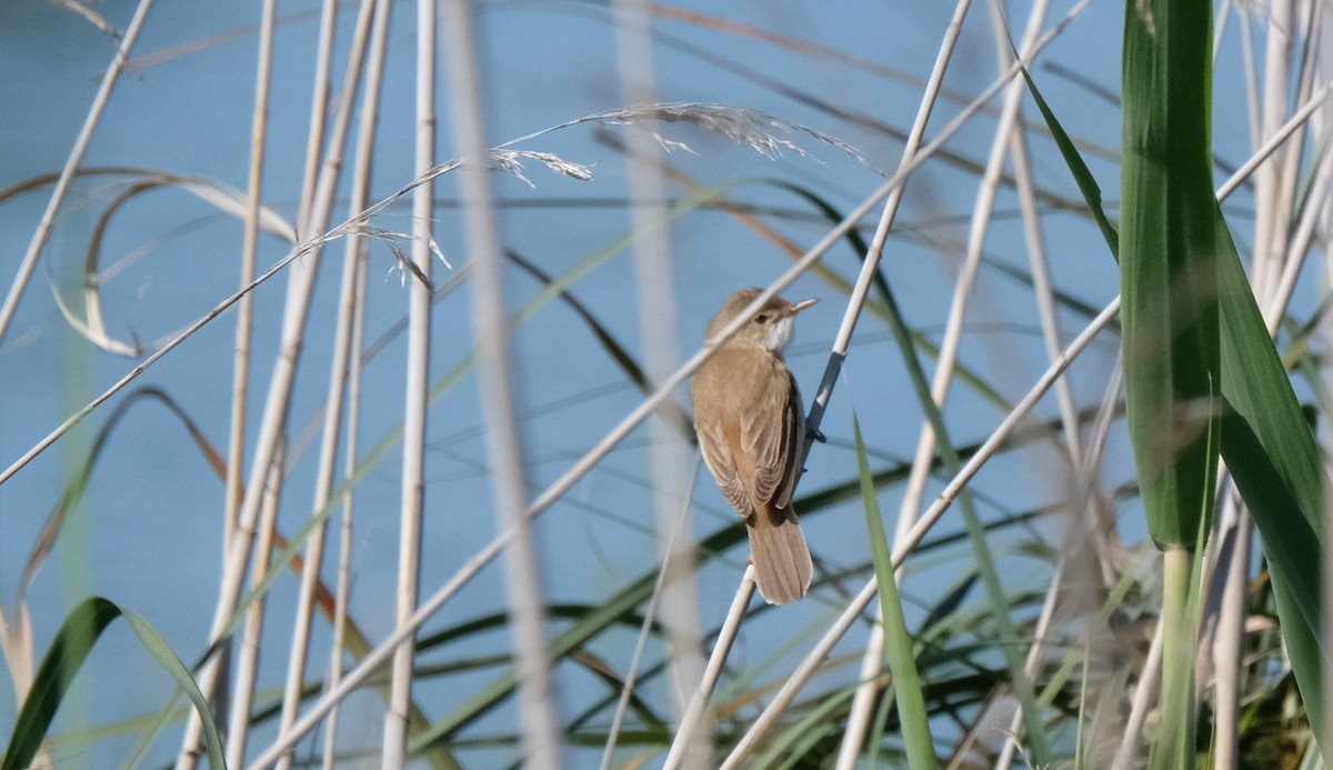 Common Reed Warbler - ML618340143