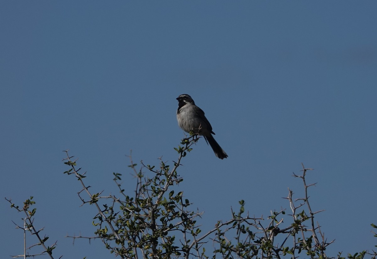 Black-throated Sparrow - Danette Henderson