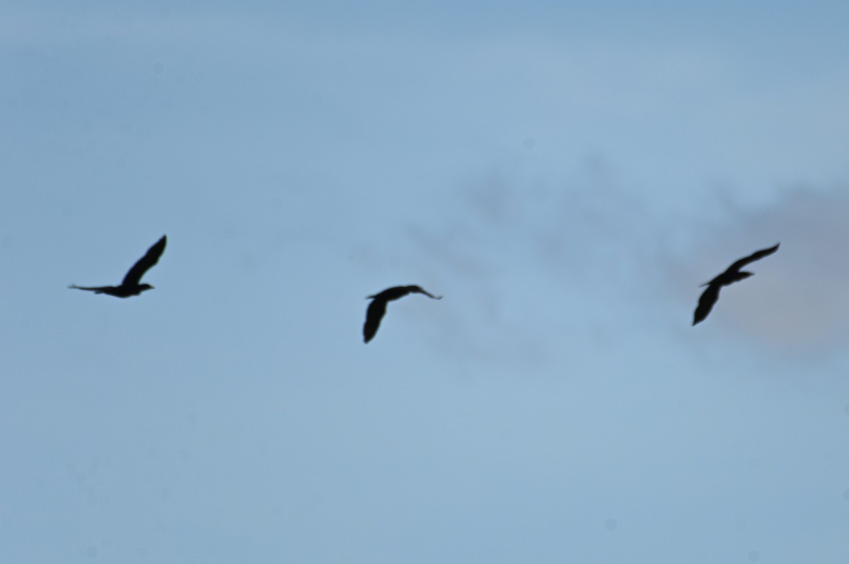 Double-crested Cormorant - Gil Aburto-Avila