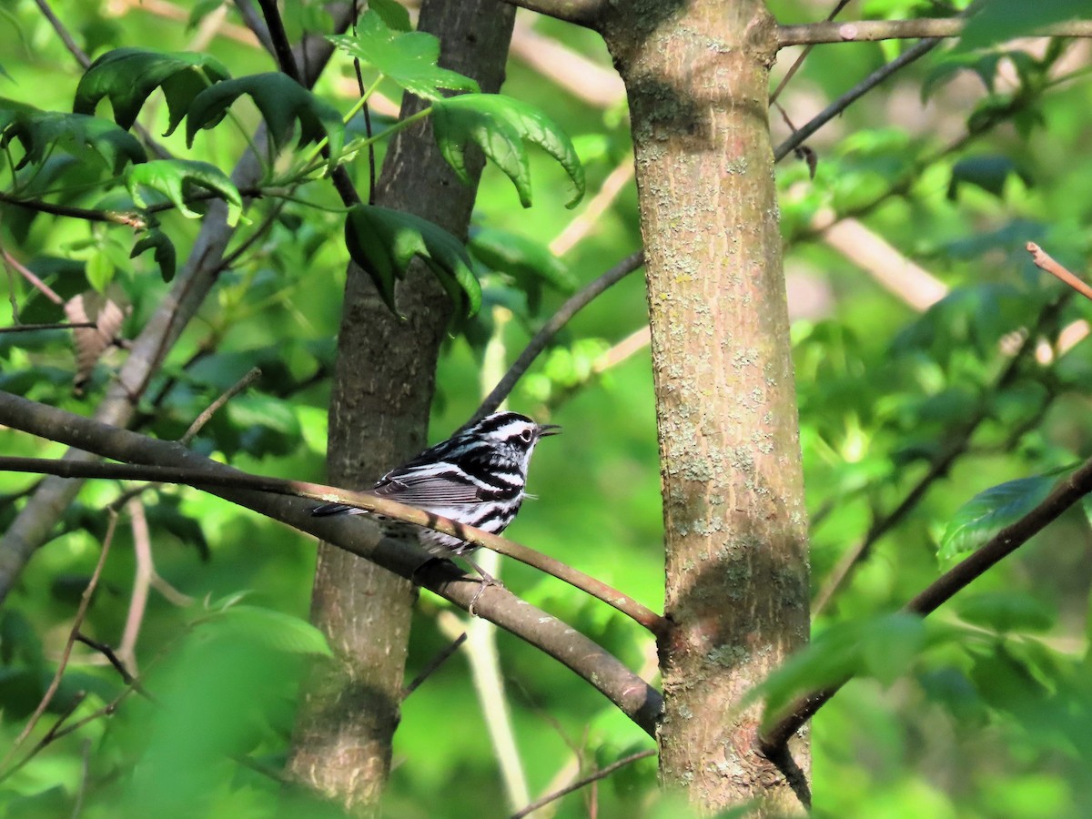 Black-and-white Warbler - ML618340186