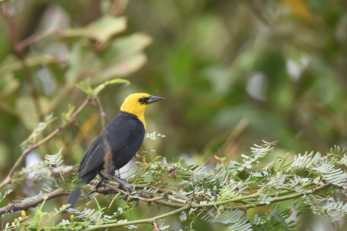 Yellow-hooded Blackbird - ML618340208