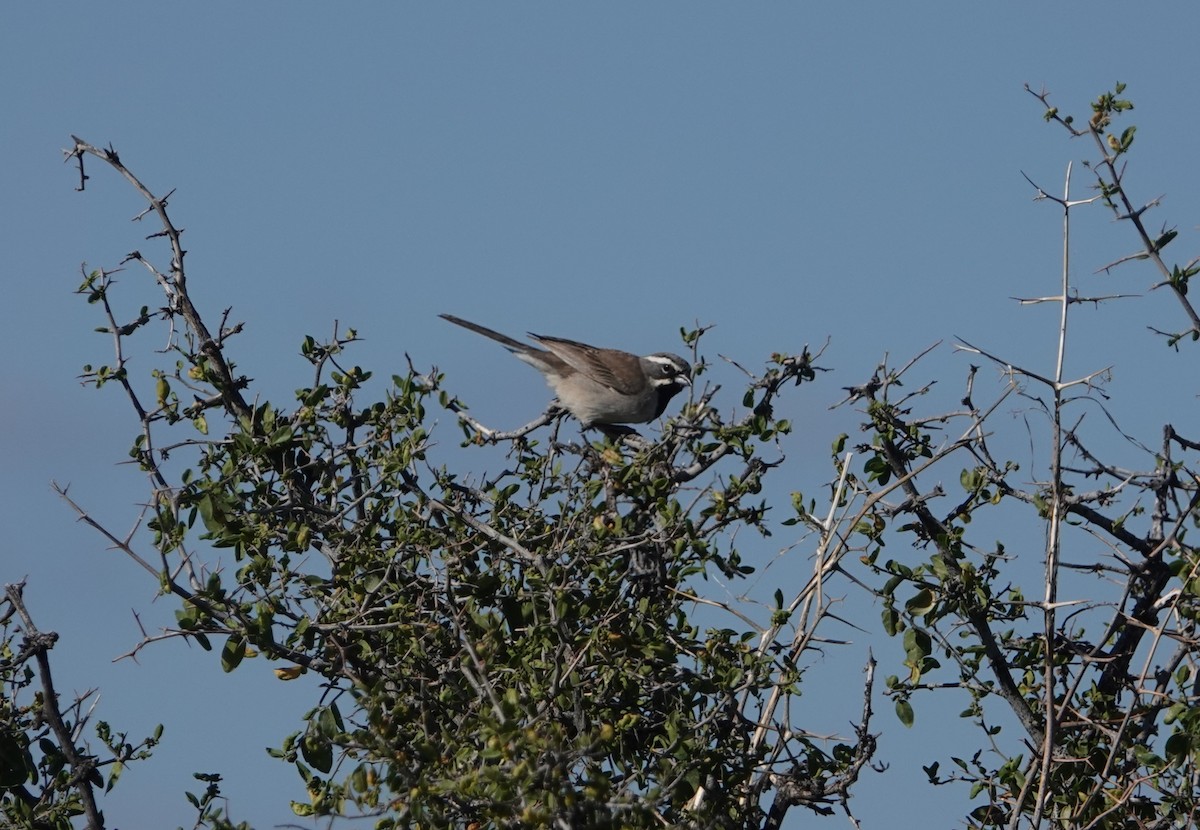 Black-throated Sparrow - ML618340216