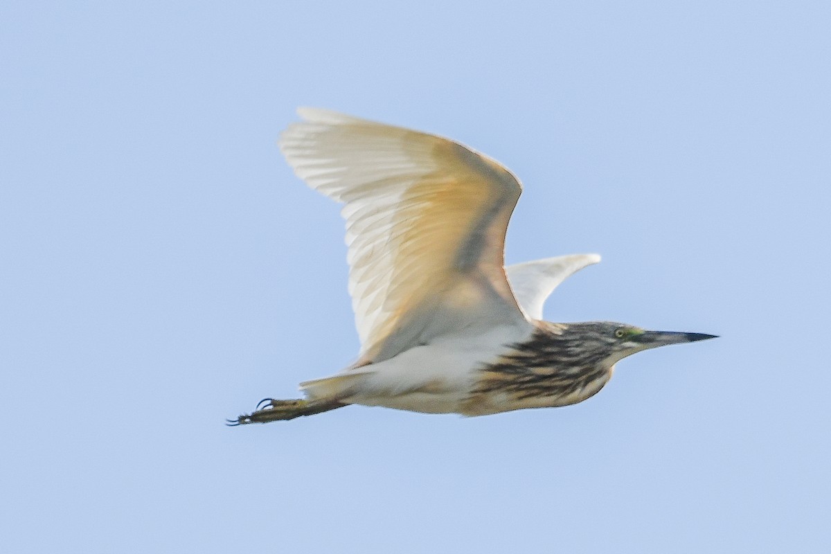 Squacco Heron - Bill Asteriades
