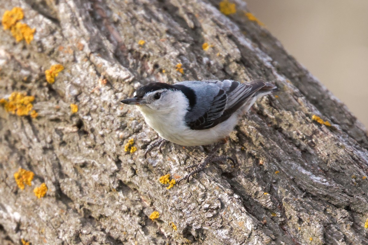 White-breasted Nuthatch (Eastern) - ML618340298