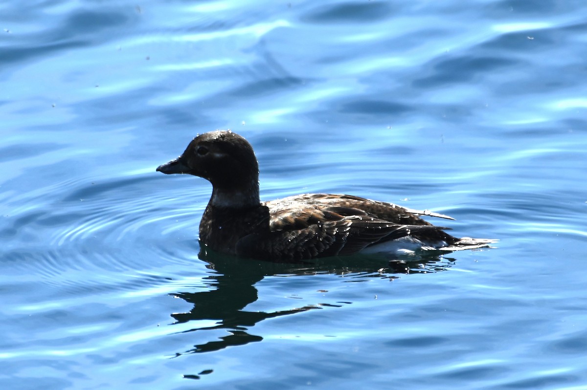 Long-tailed Duck - Gil Aburto-Avila