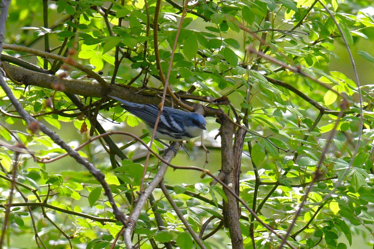 lesňáček modropláštíkový - ML618340328