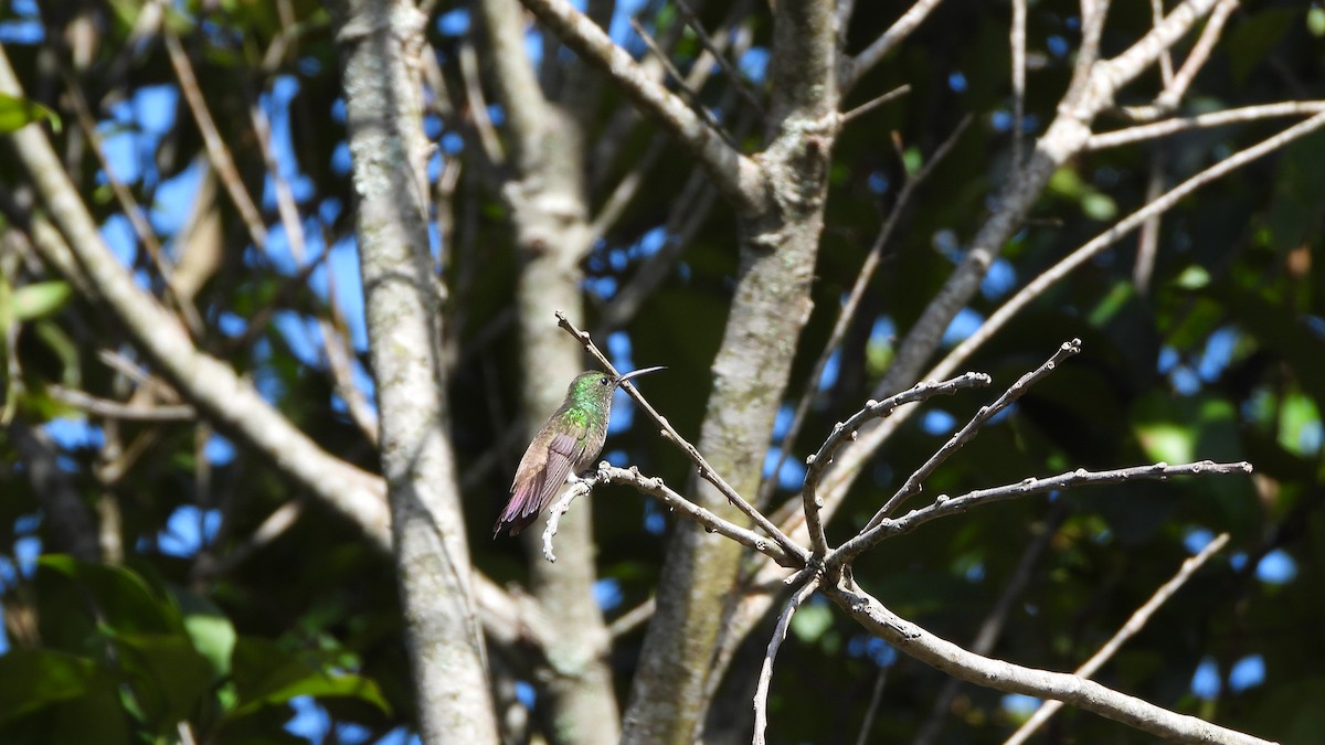 Yeşil Karınlı Kolibri - ML618340331