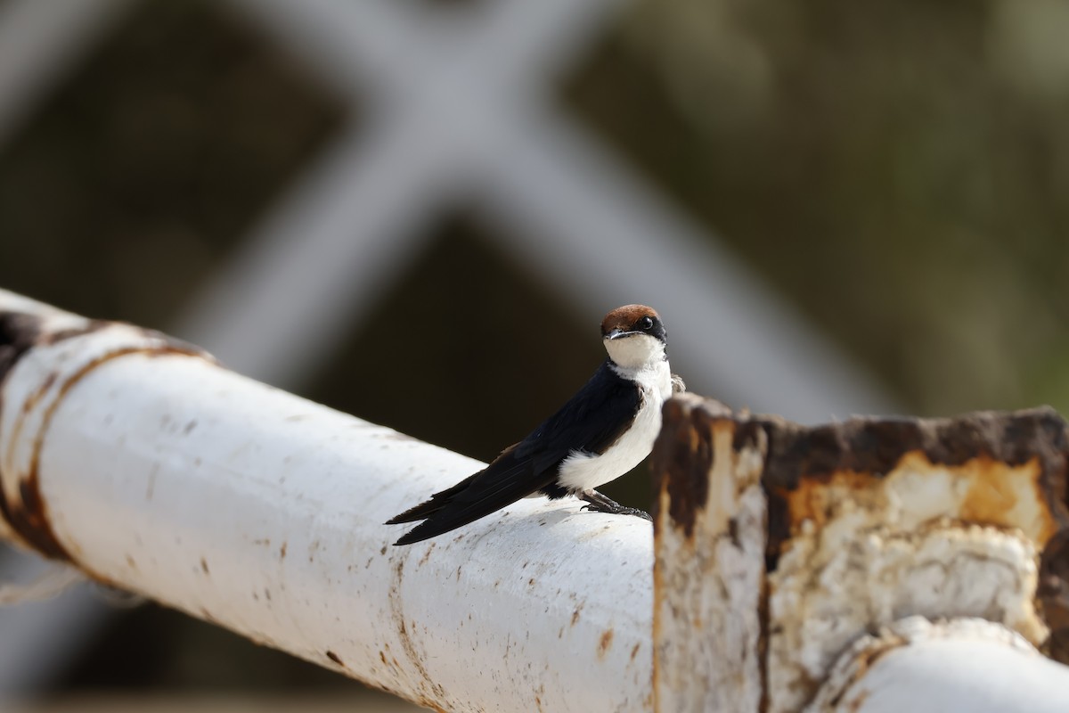 Wire-tailed Swallow - ML618340356