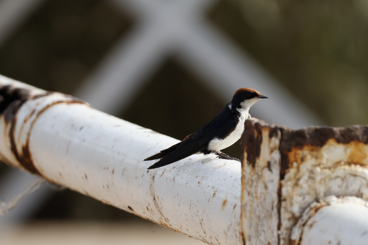 Wire-tailed Swallow - ML618340358