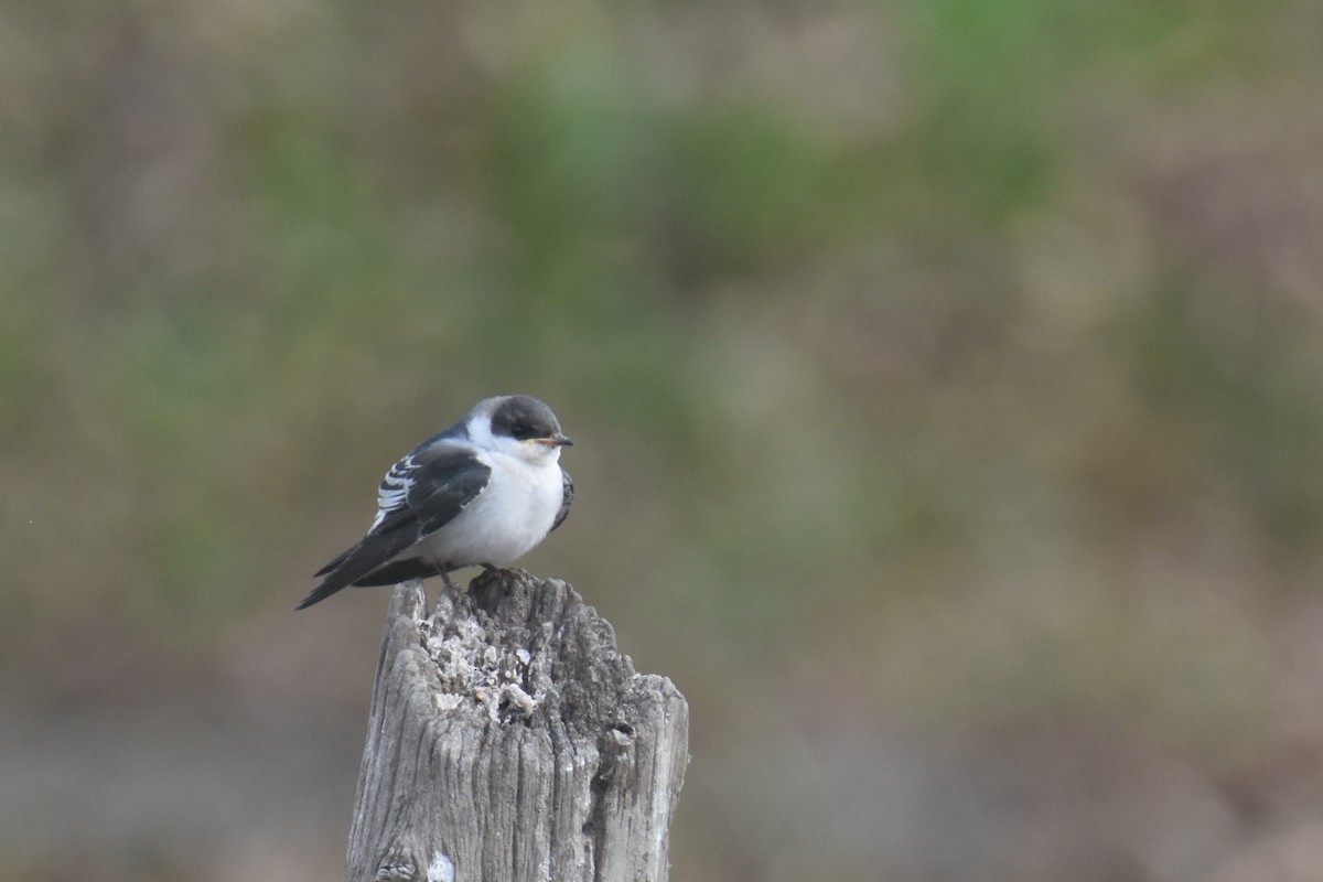 White-winged Swallow - ML618340380