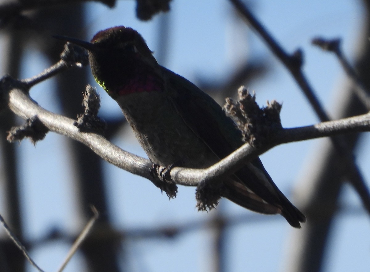 Anna's Hummingbird - ML618340384