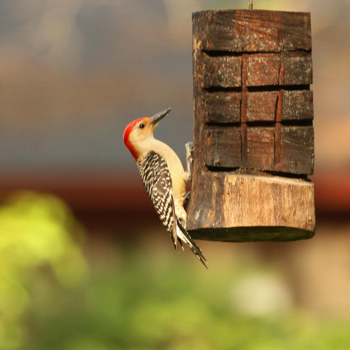 Red-bellied Woodpecker - Joe Gieringer