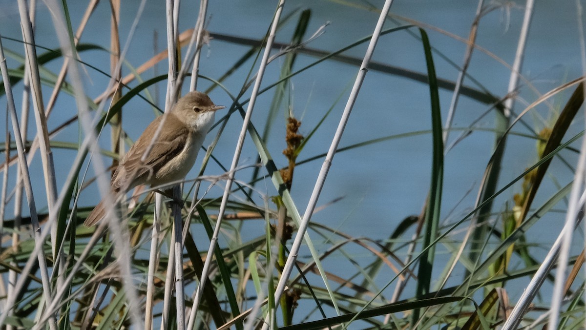 Common Reed Warbler - ML618340399