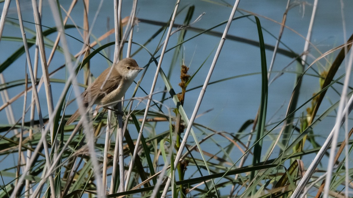 Common Reed Warbler - ML618340400