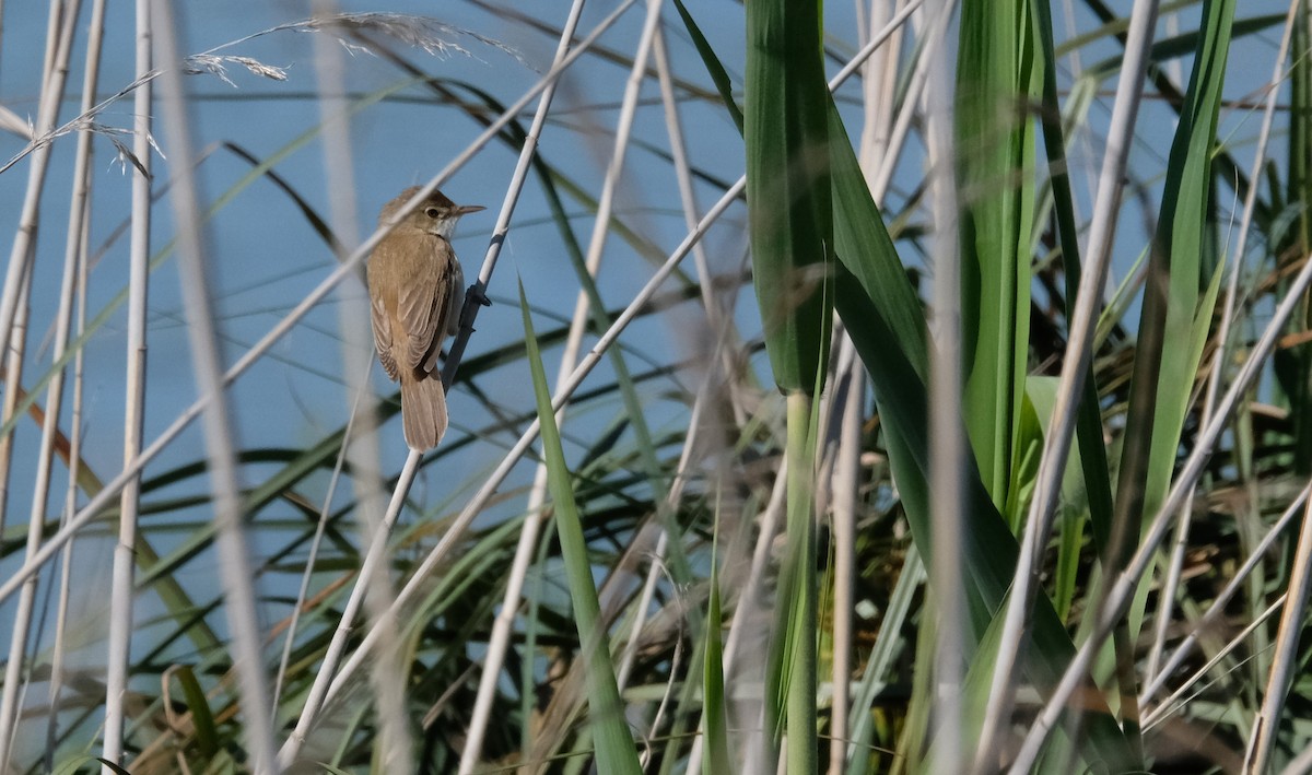 Common Reed Warbler - ML618340401
