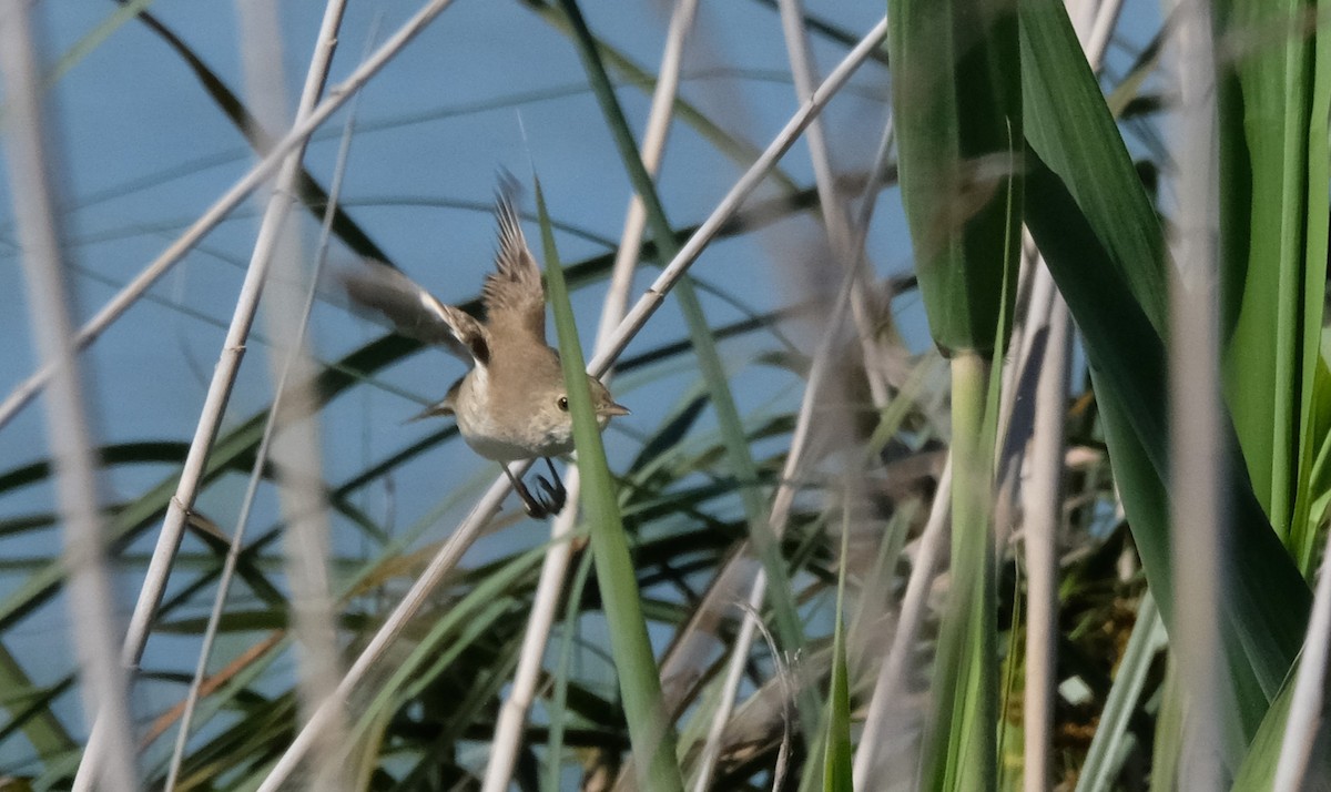 Common Reed Warbler - ML618340402