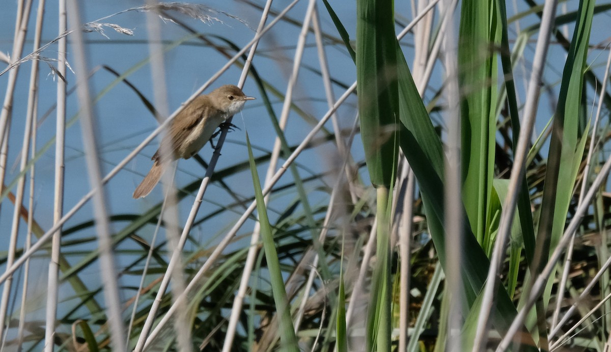 Common Reed Warbler - ML618340403
