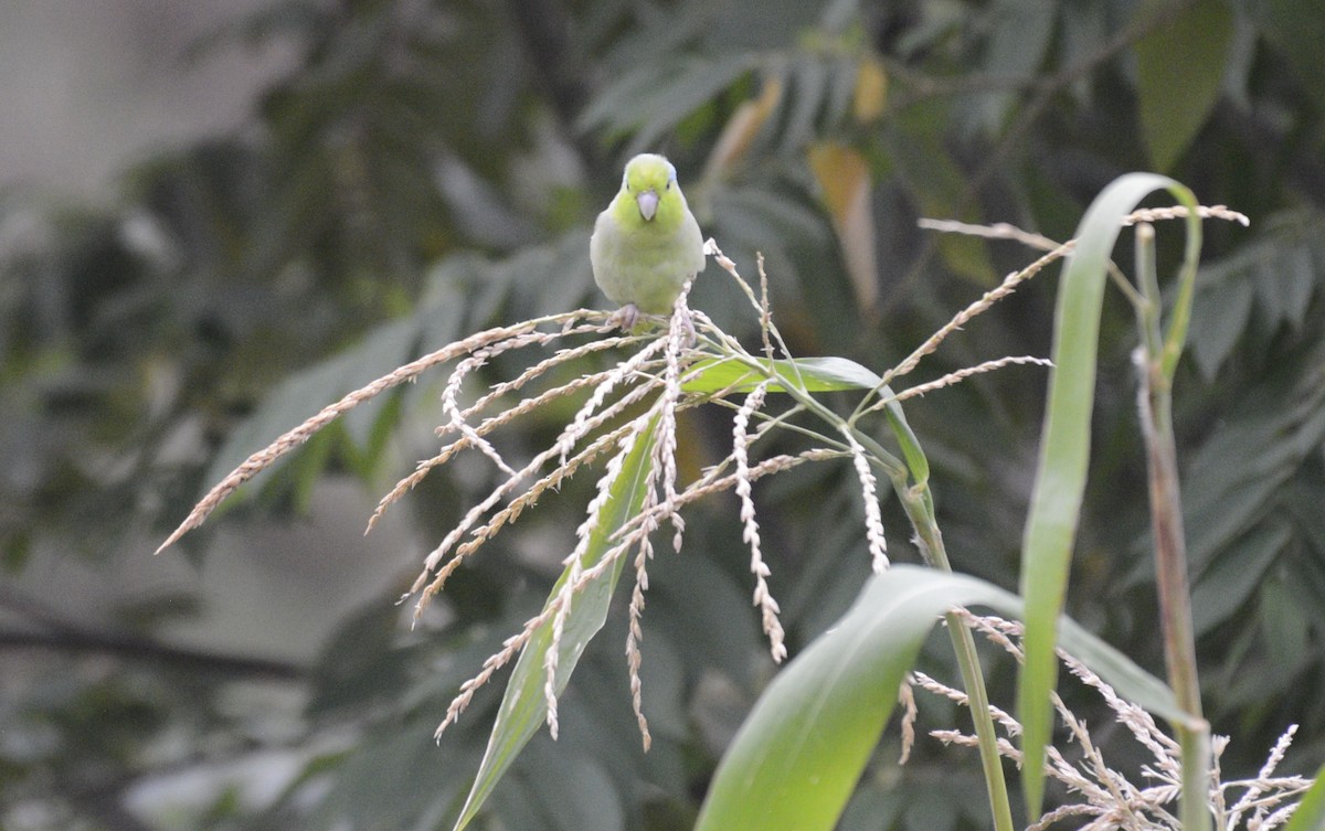 Папуга-горобець еквадорський - ML618340437