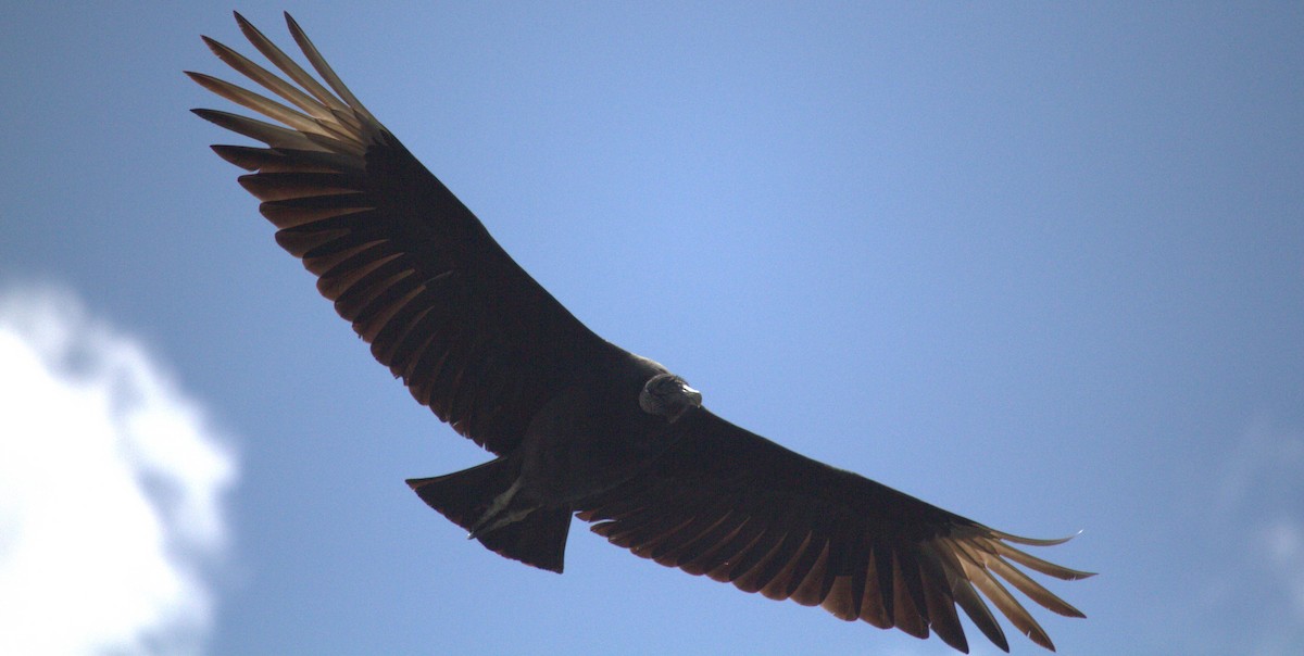 Black Vulture - ML618340441
