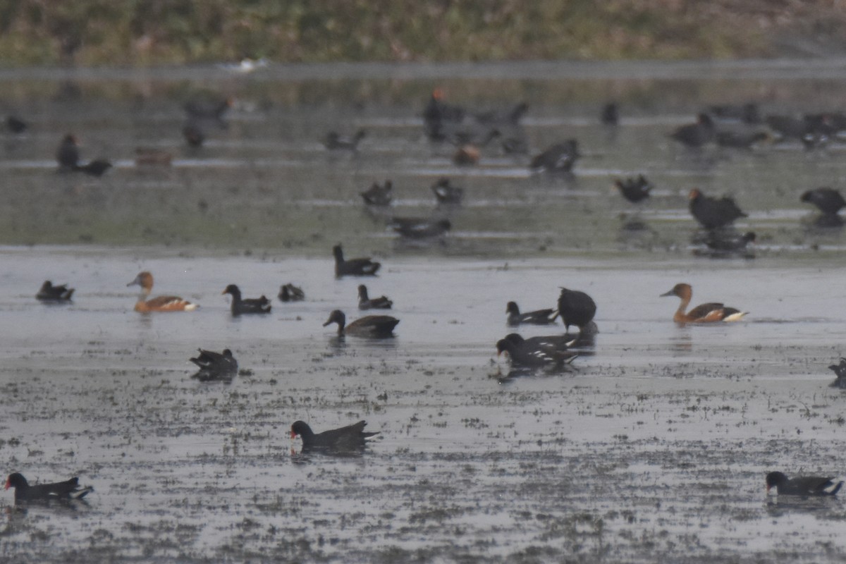 Fulvous Whistling-Duck - ML618340446